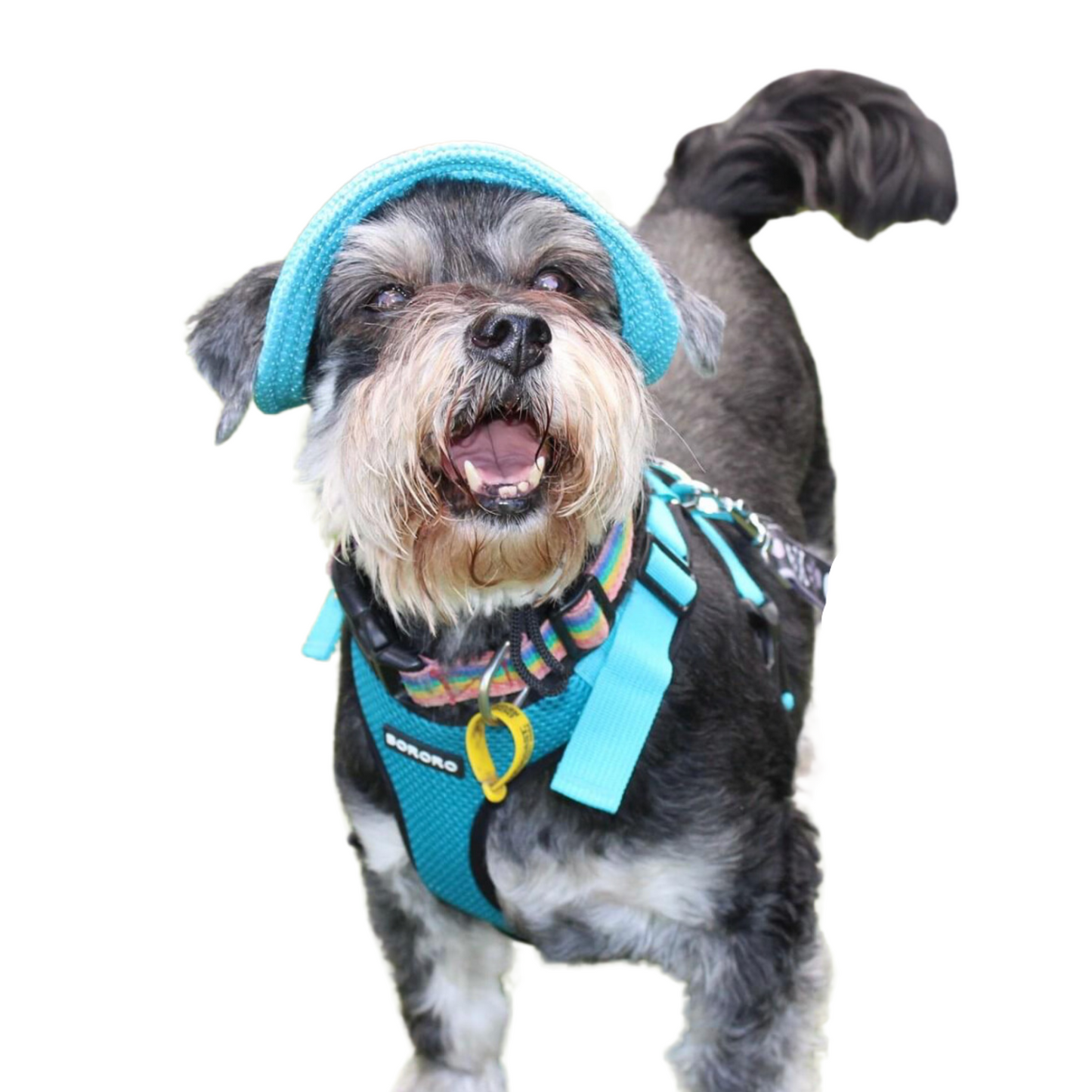 Bucket Hat | Dogs & Cats | Light Blue Mesh