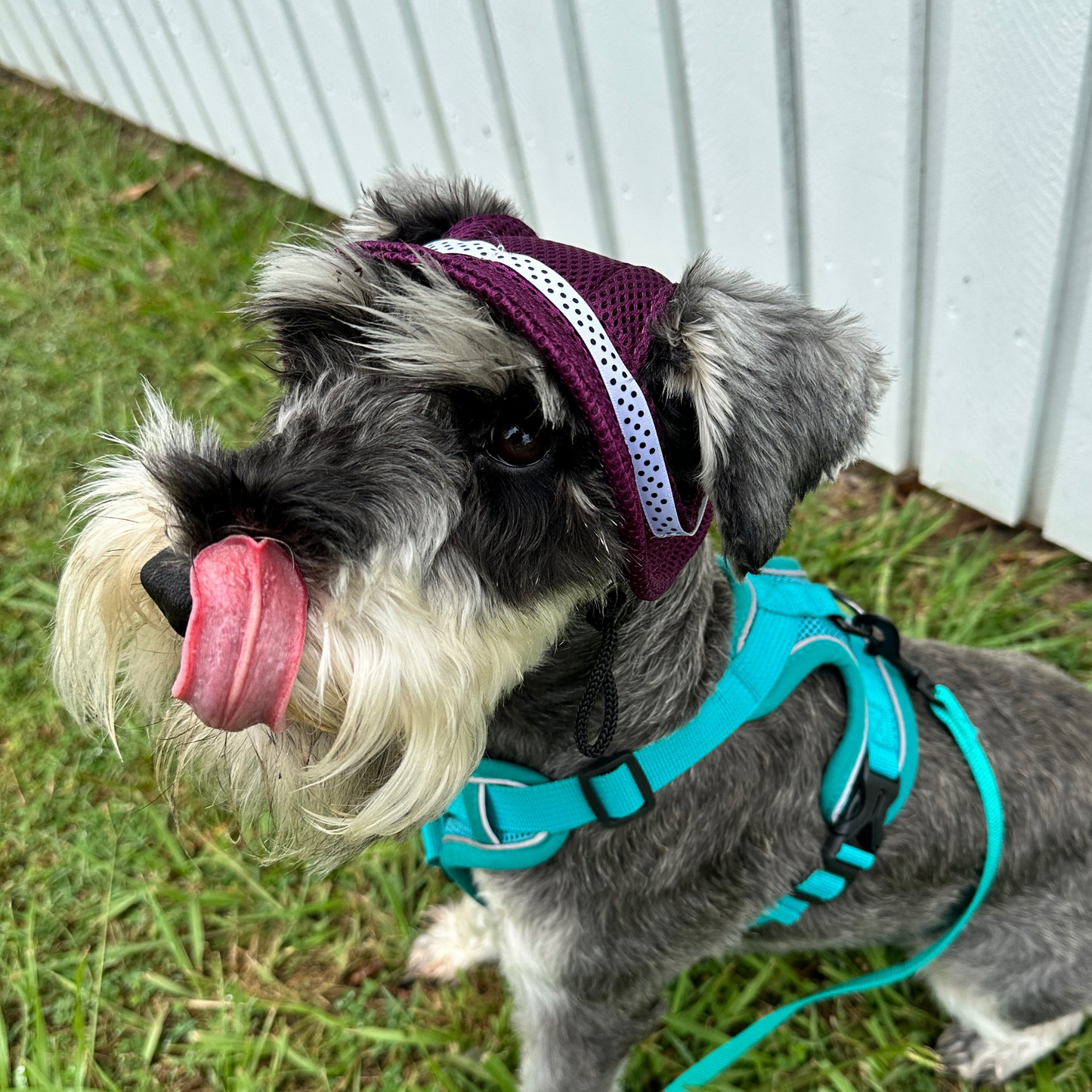 Bucket Hat | Dogs & Cats | Red Mesh