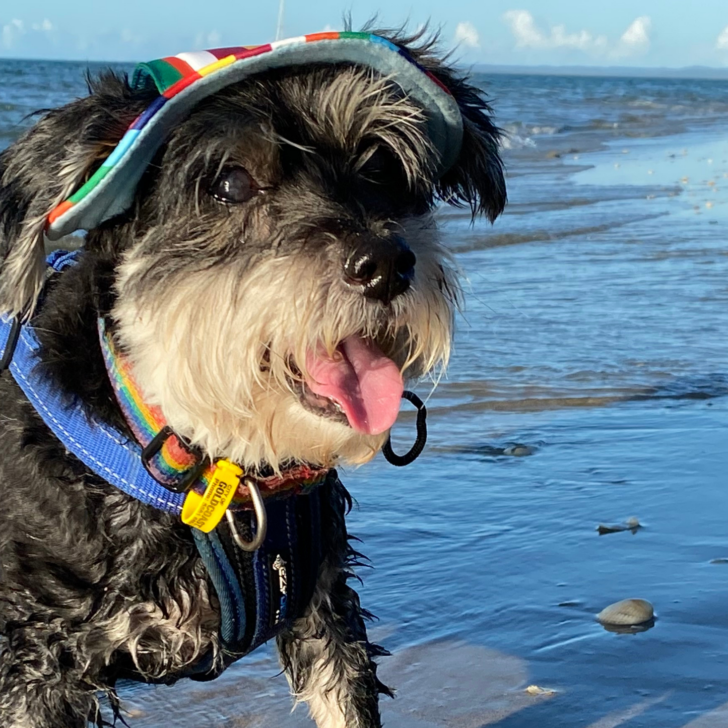 Bucket Hat | Dogs & Cats | Rainbow