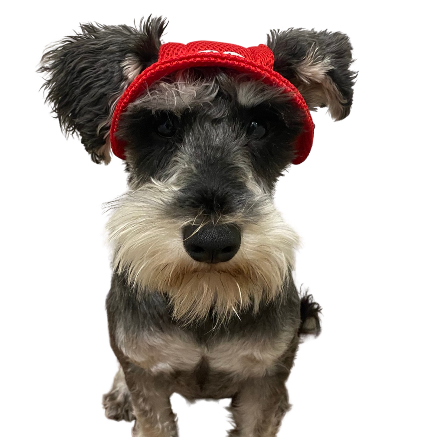 Bucket Hat | Dogs & Cats | Light Blue Mesh