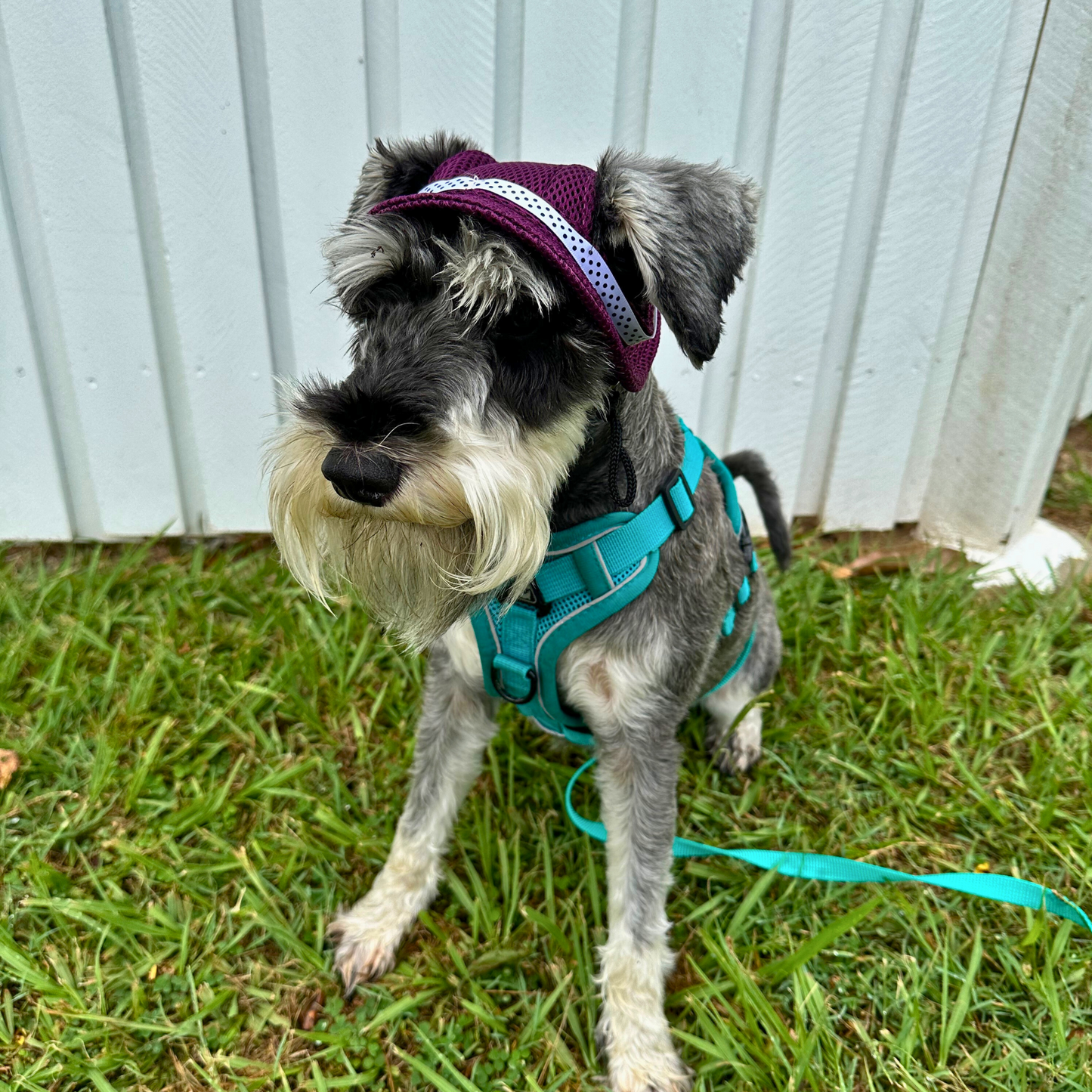 Bucket Hat | Dogs & Cats | Red Mesh
