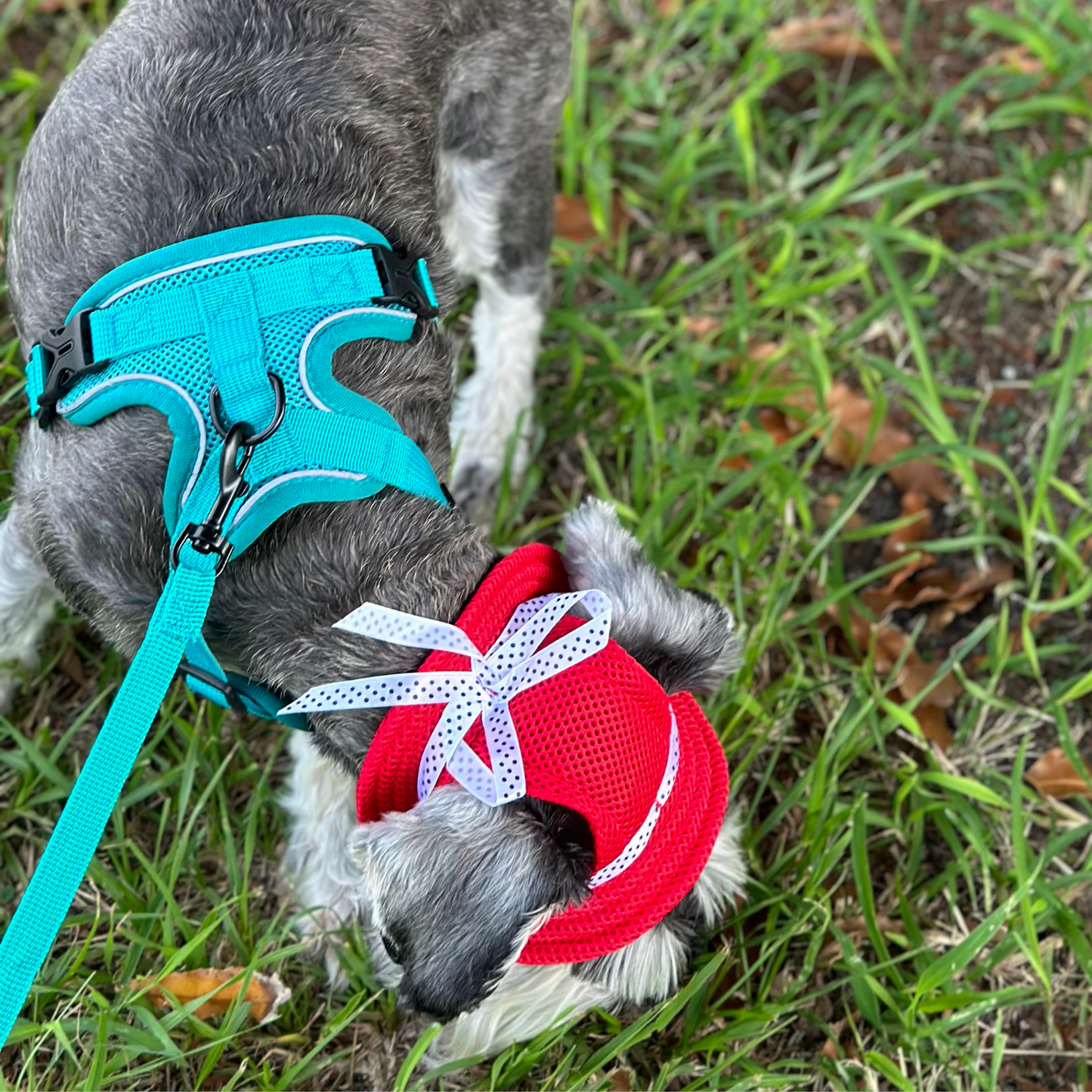 Bucket Hat | Dogs & Cats | Red Mesh