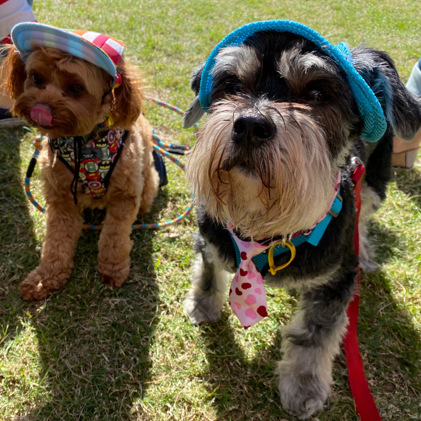 Bucket Hat | Dogs & Cats | Light Blue Mesh