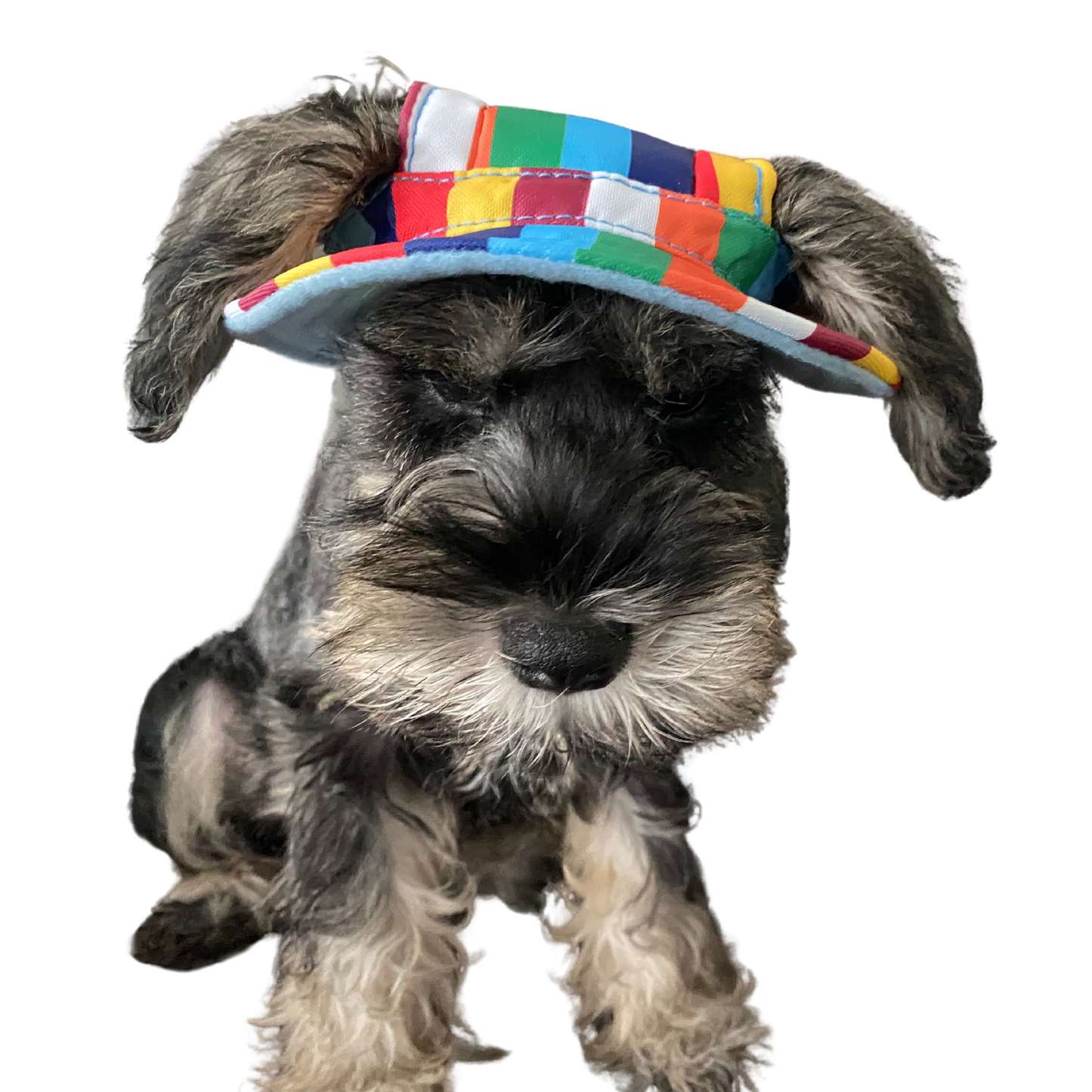 Bucket Hat | Dogs & Cats | Rainbow