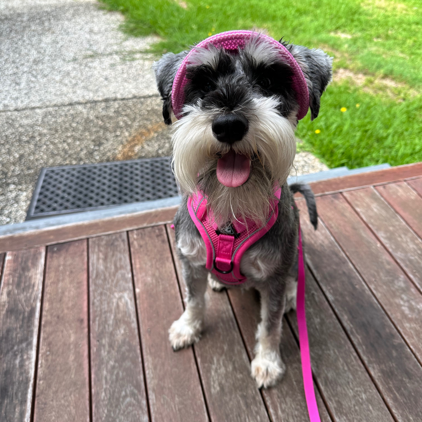 Bucket Hat | Dogs & Cats | Red Mesh