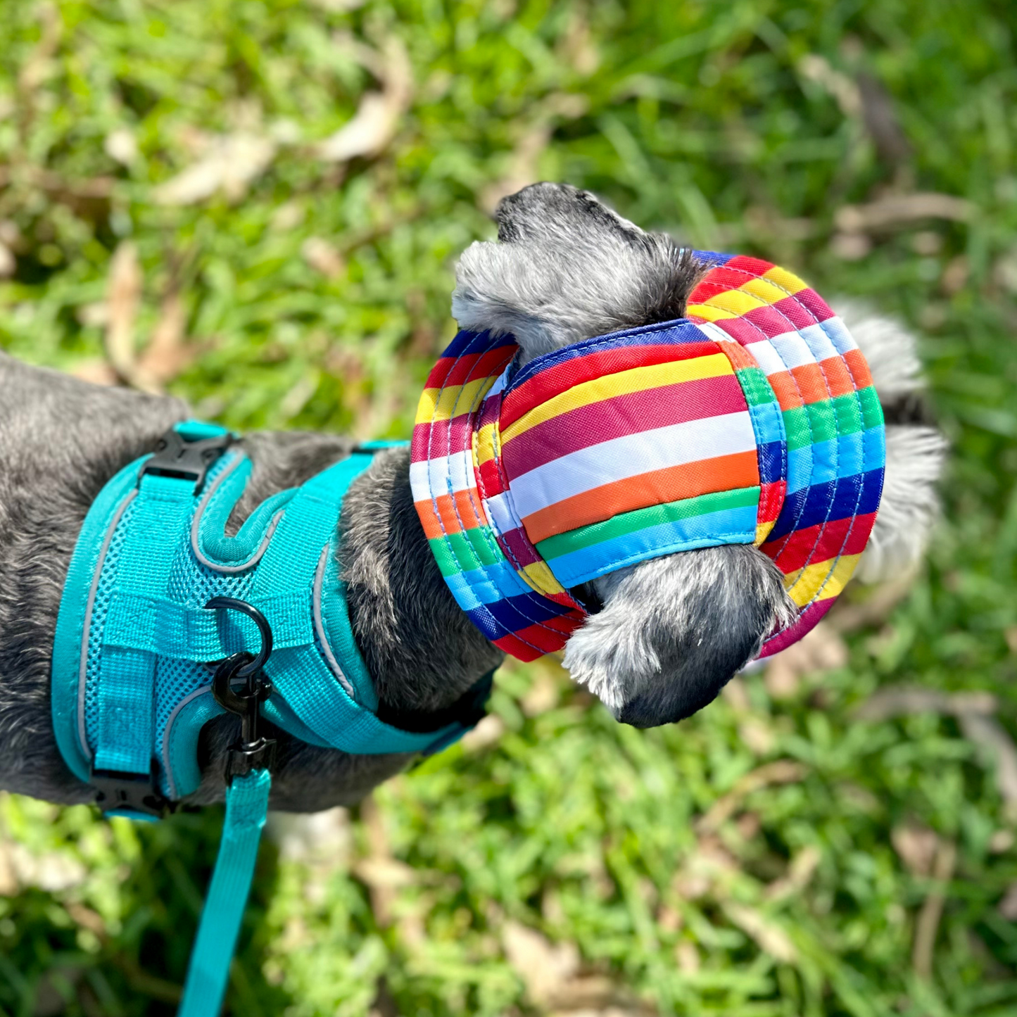 Bucket Hat | Dogs & Cats | Rainbow
