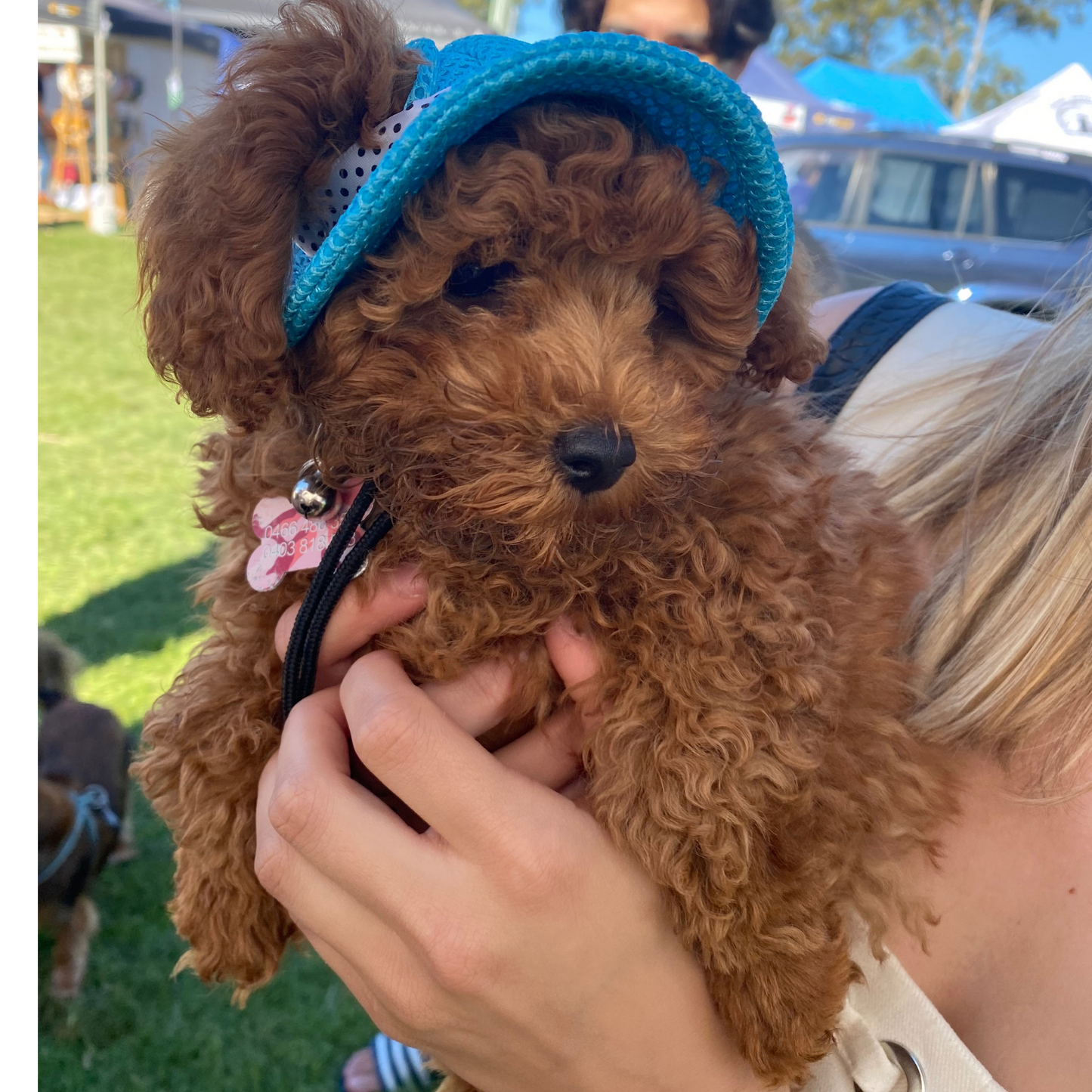 Bucket Hat | Dogs & Cats | Light Blue Mesh
