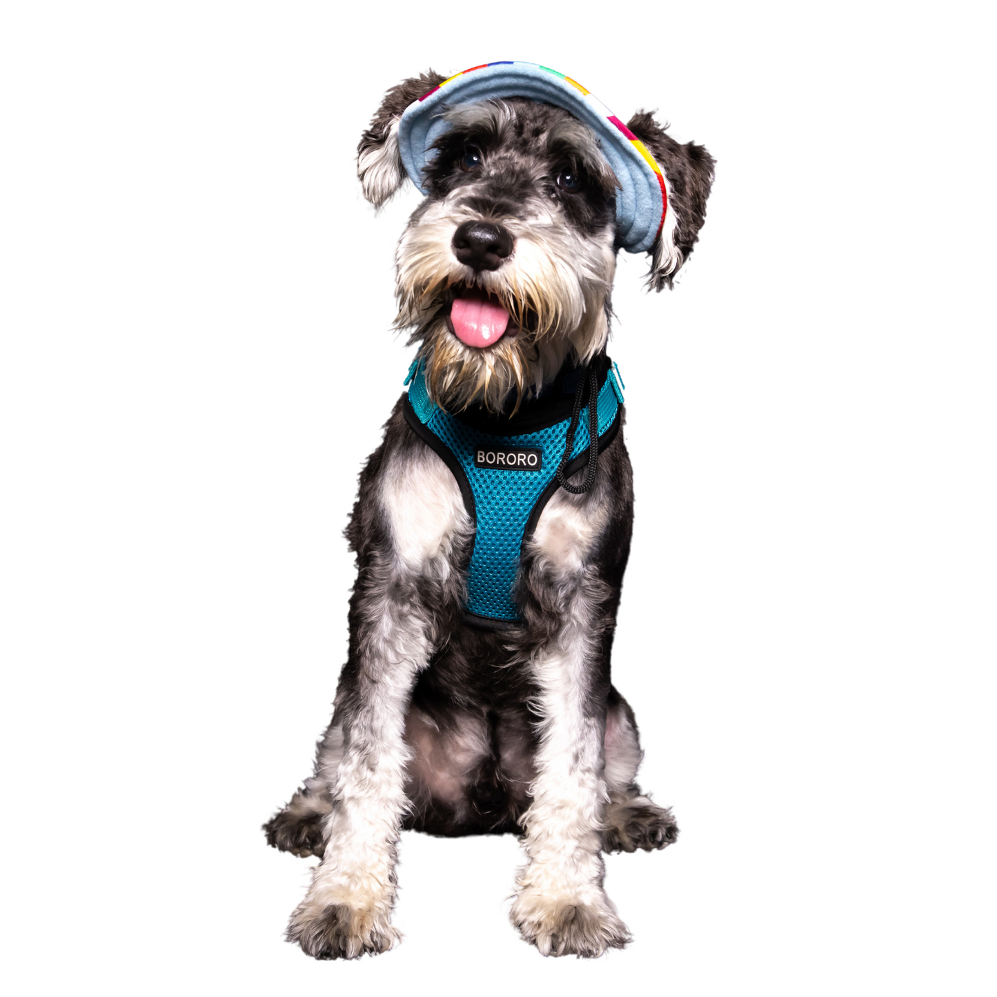 Bucket Hat | Dogs & Cats | Rainbow