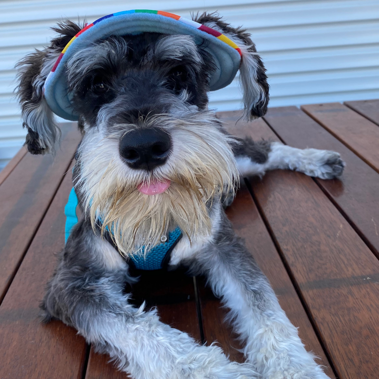 Bucket Hat | Dogs & Cats | Rainbow