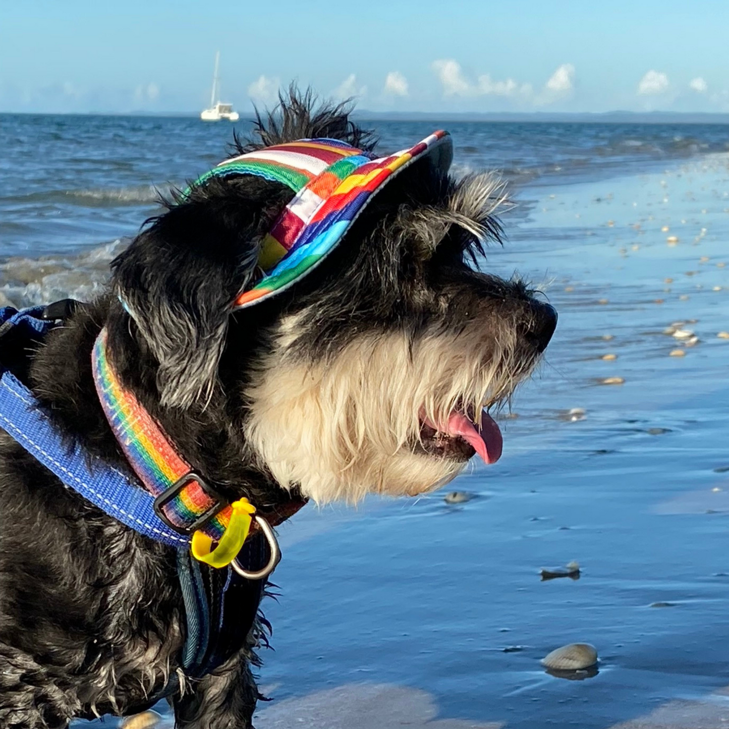 Bucket Hat | Dogs & Cats | Rainbow