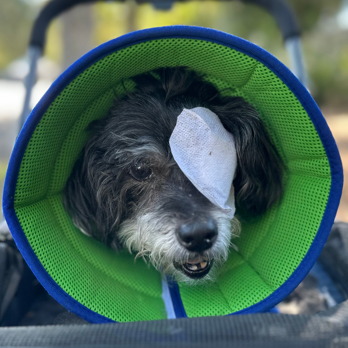 Plush Elizabethan Recovery Cone Collar | Cone of less shame | Blue Green