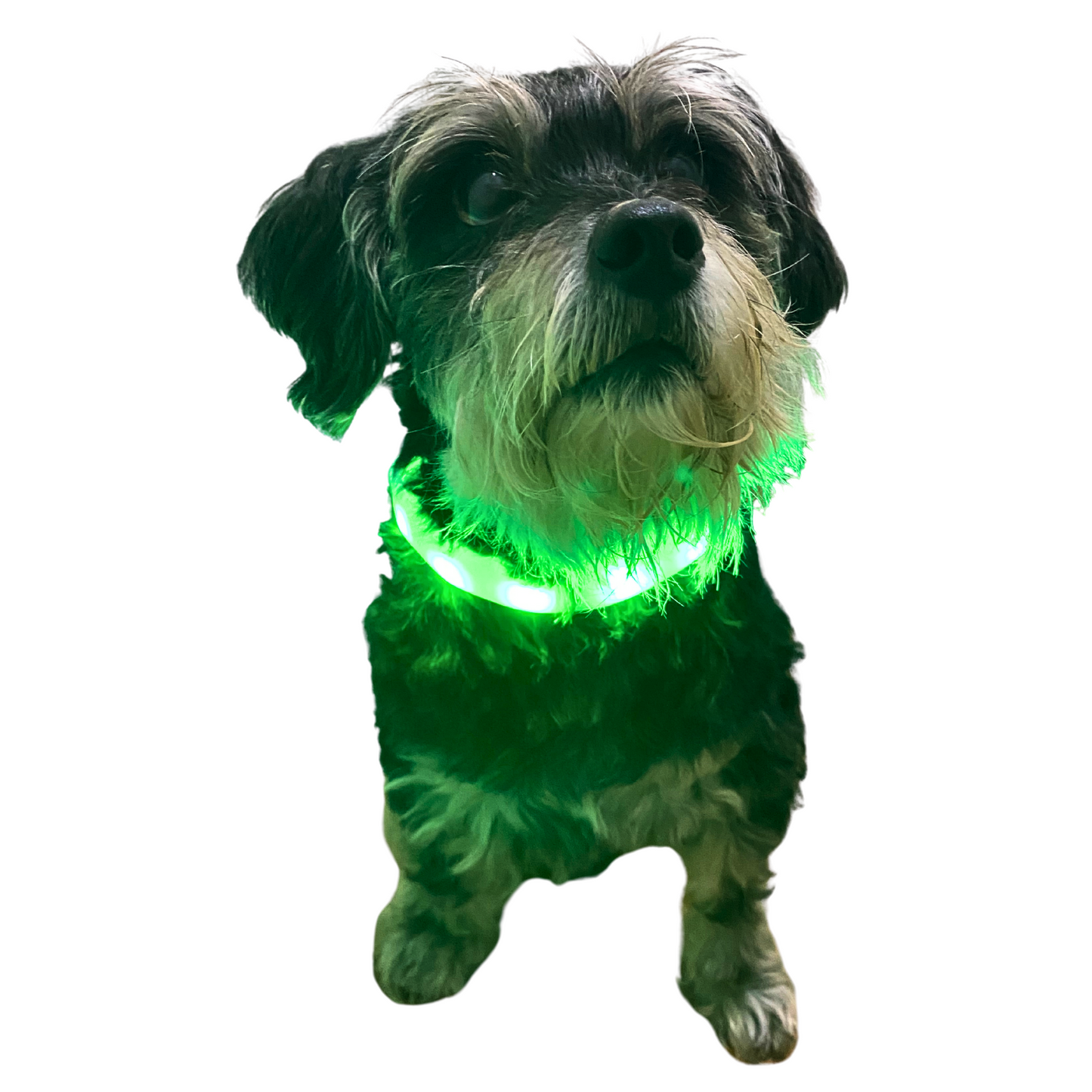 LED Night Collar | Dogs | 5 Colours Adjustable & Rechargeable