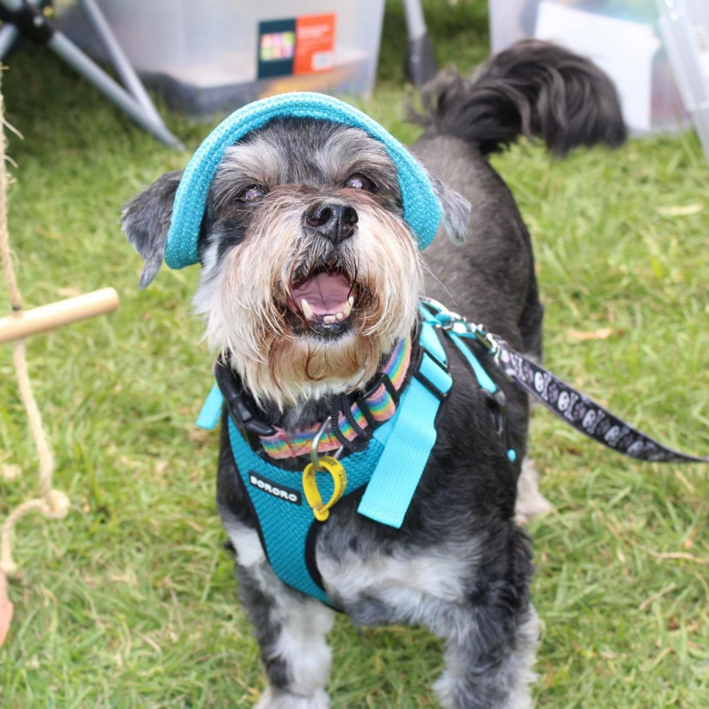 Bucket Hat | Dogs & Cats | Dark Purple Mesh