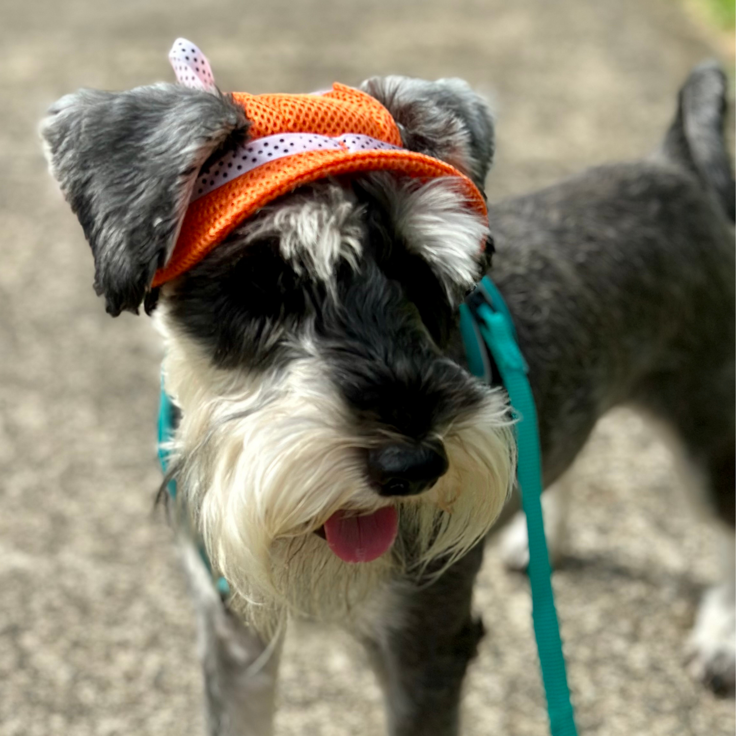 Bucket Hat | Dogs & Cats | Light Pink Mesh