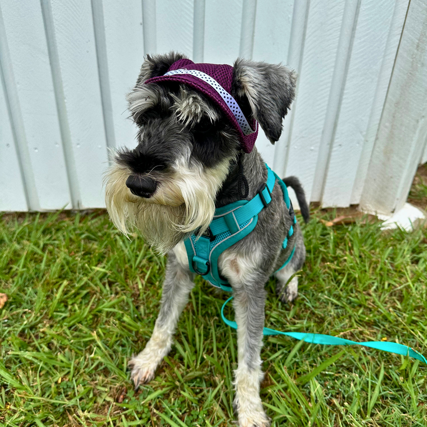 Bucket Hat | Dogs & Cats | Dark Purple Mesh