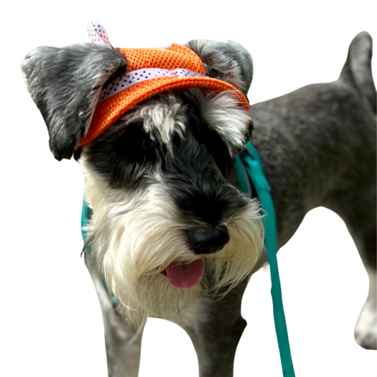 Bucket Hat | Dogs & Cats | Orange Mesh