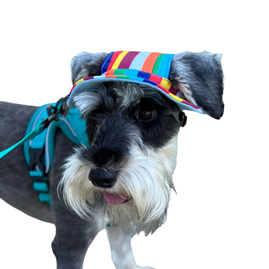 Bucket Hat | Dogs & Cats | Rainbow