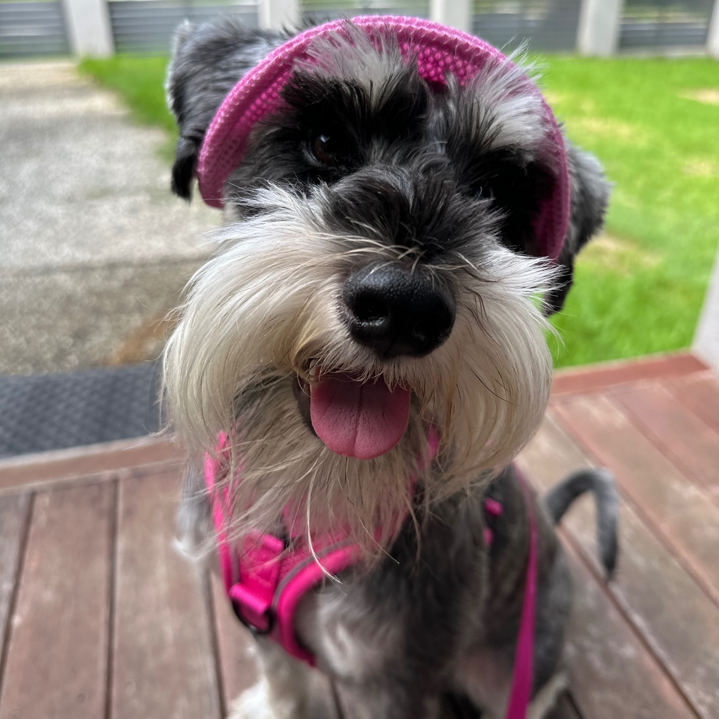 Bucket Hat | Dogs & Cats | Light Pink Mesh