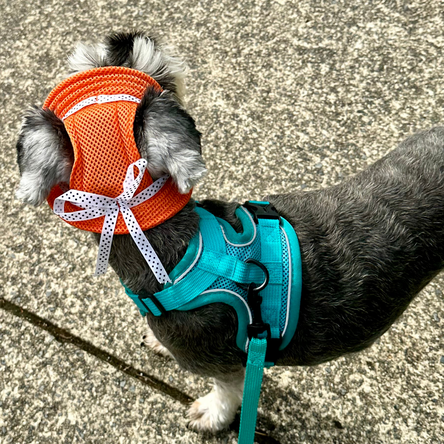 Bucket Hat | Dogs & Cats | Orange Mesh