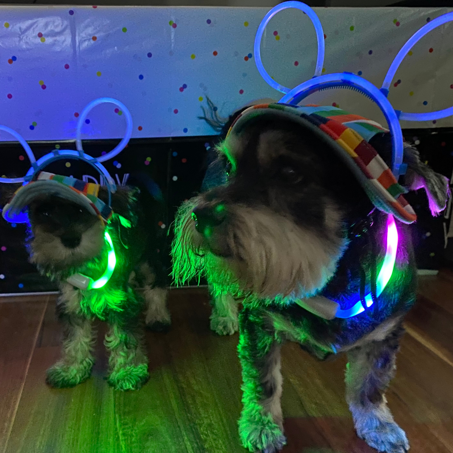 LED Night Collar | Dogs | 5 Colours Adjustable & Rechargeable