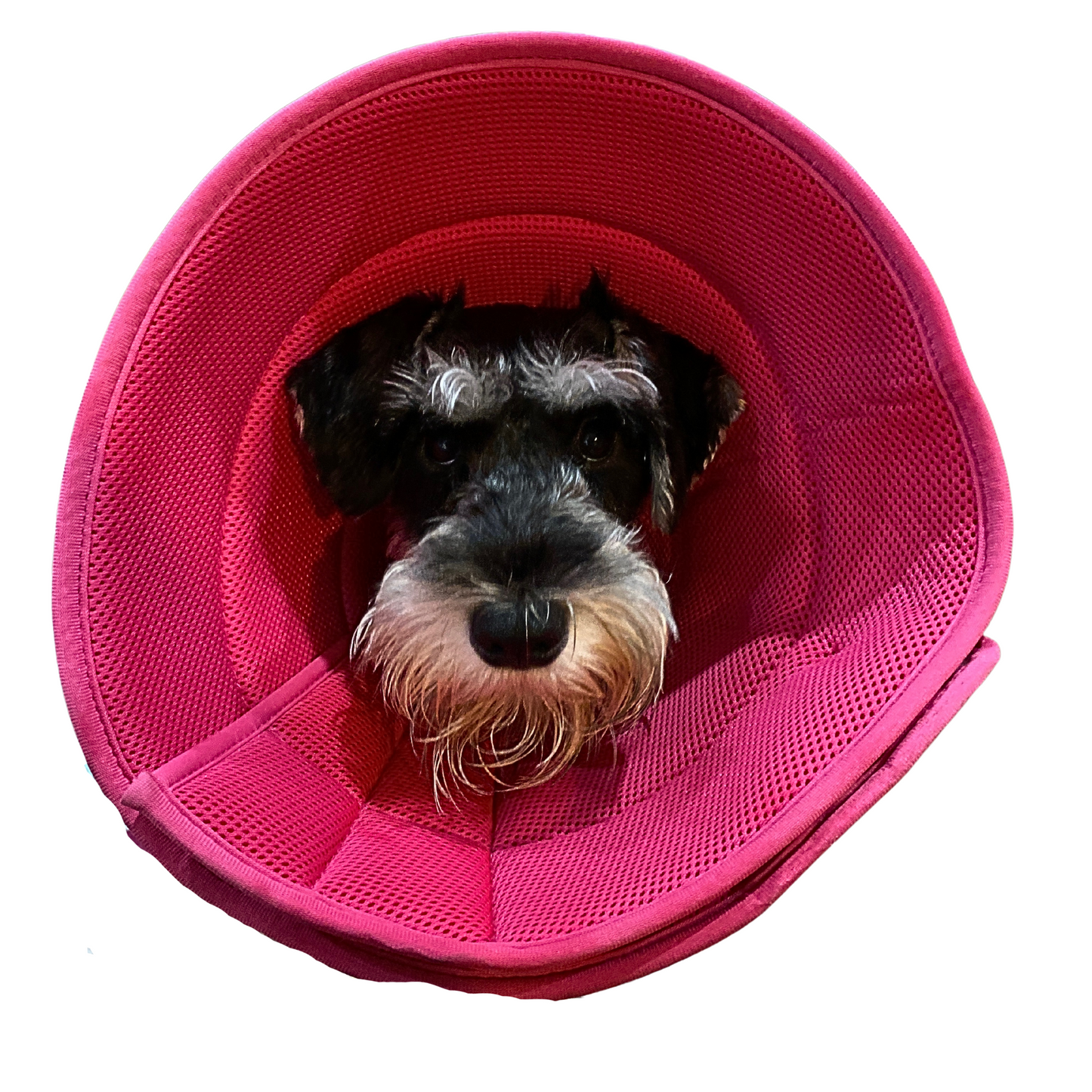 Plush Elizabethan Recovery Cone Collar | Cone of less shame | Hot Pink