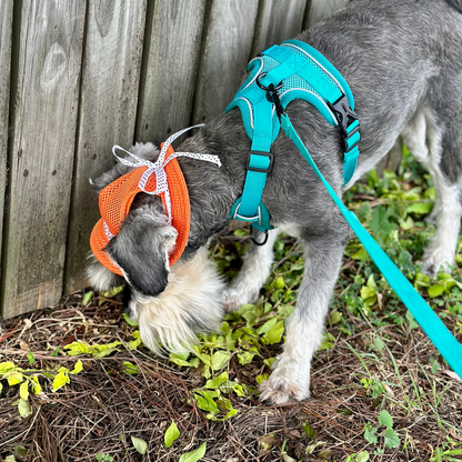 Bucket Hat | Dogs & Cats | Orange Mesh