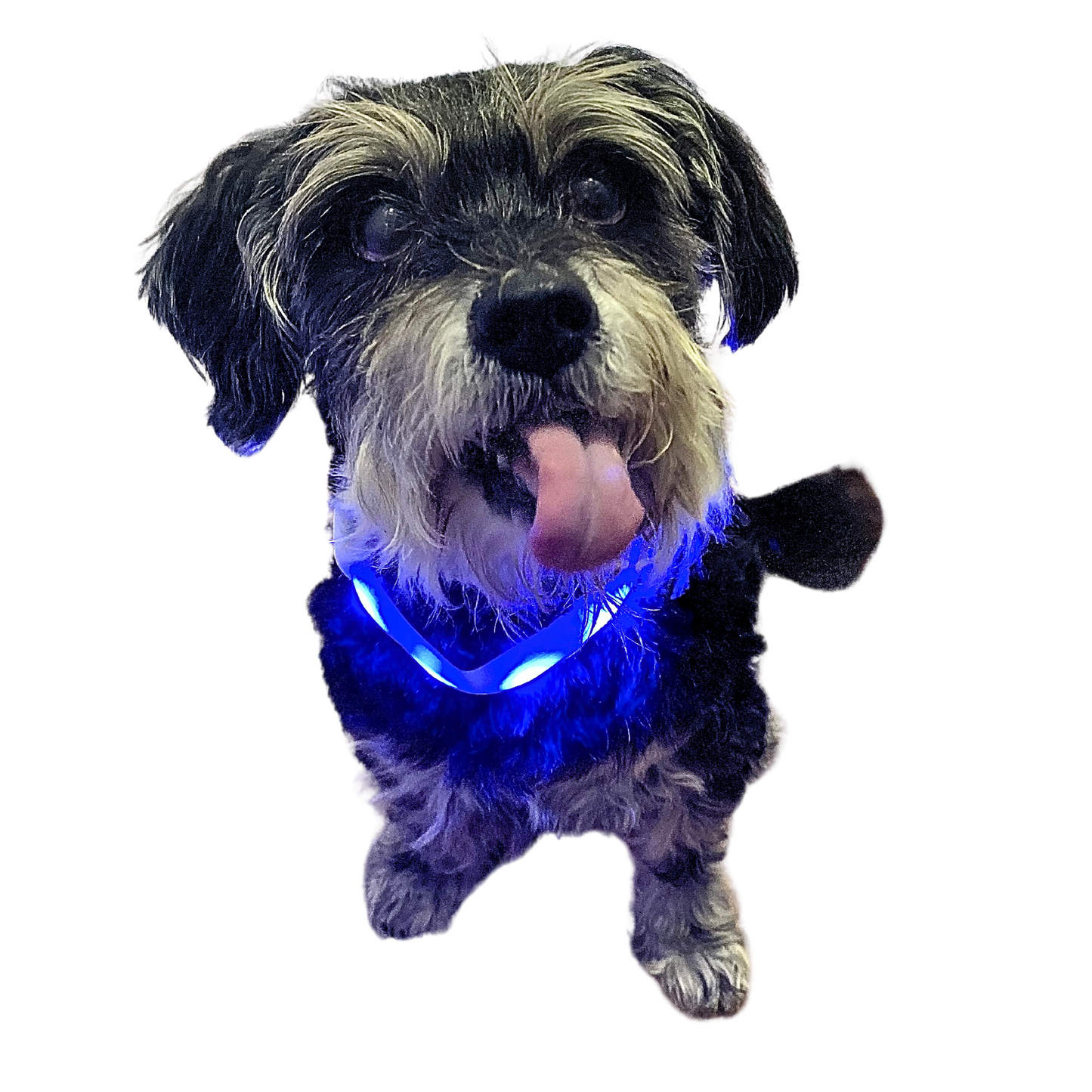 LED Night Collar | Dogs | 5 Colours Adjustable & Rechargeable