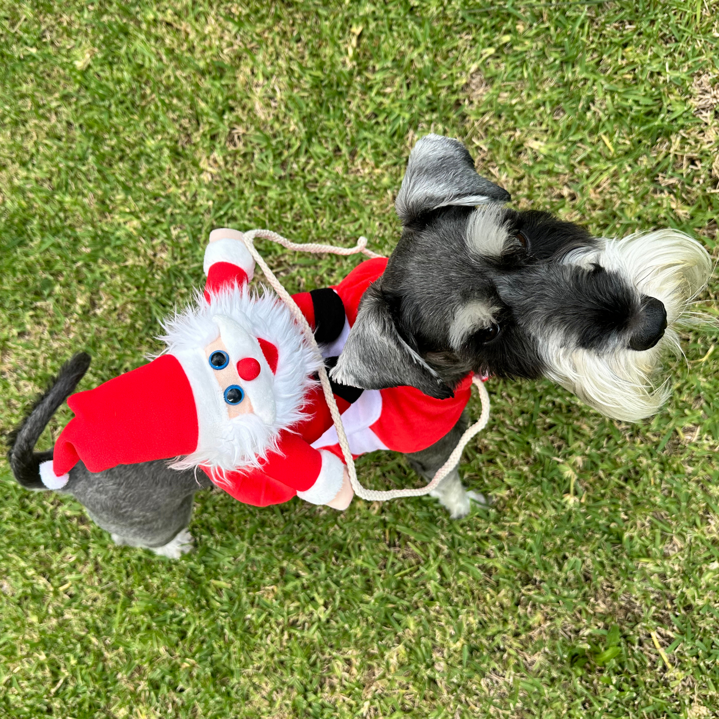 Santa Riding Pet Costume | Dogs & Cats