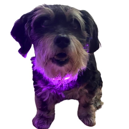 LED Night Collar | Dogs | 5 Colours Adjustable & Rechargeable