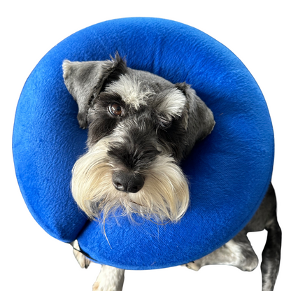 Inflatable Doughnut Recovery Collar | Dogs & Cats | Blue