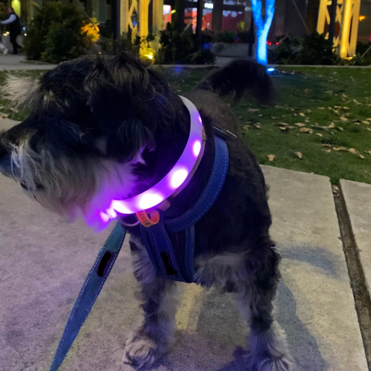 LED Night Collar | Dogs | 5 Colours Adjustable & Rechargeable