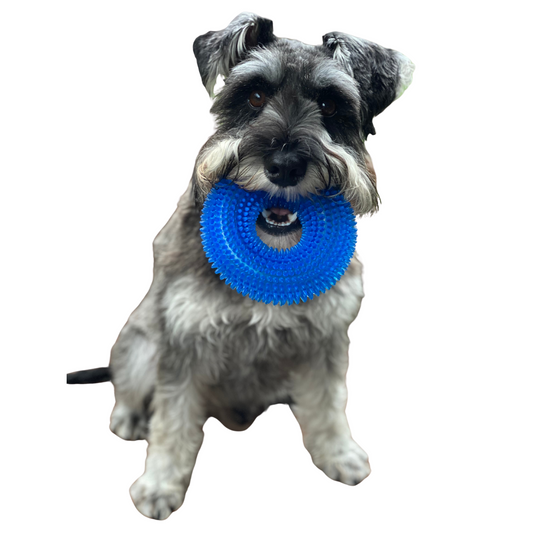 Teething Spikey Squeaky Ring | Dogs | Blue